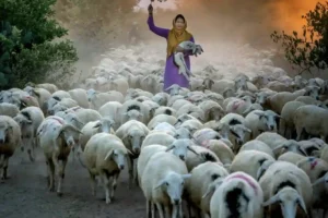 Kurban Bağışları